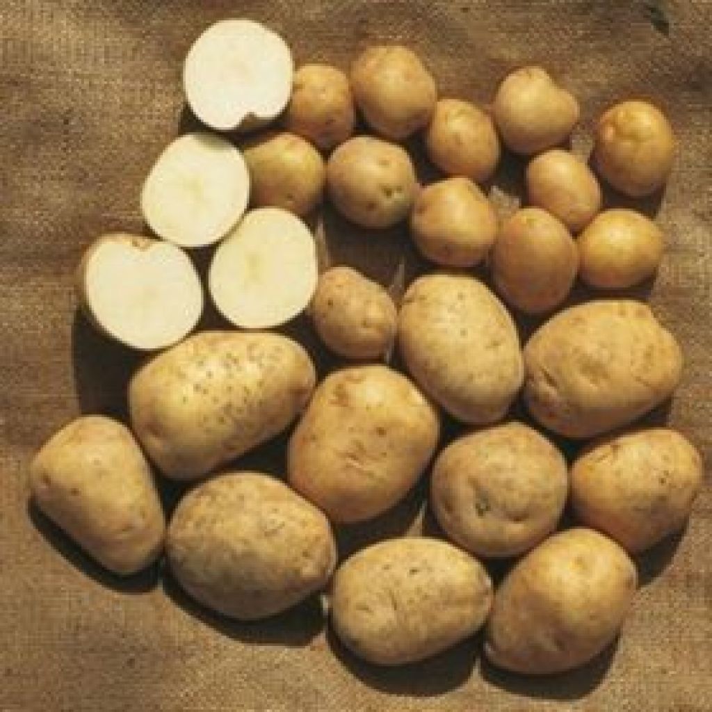 Patate variet&agrave; Kennebec 1kg - IL CHIUSETTO