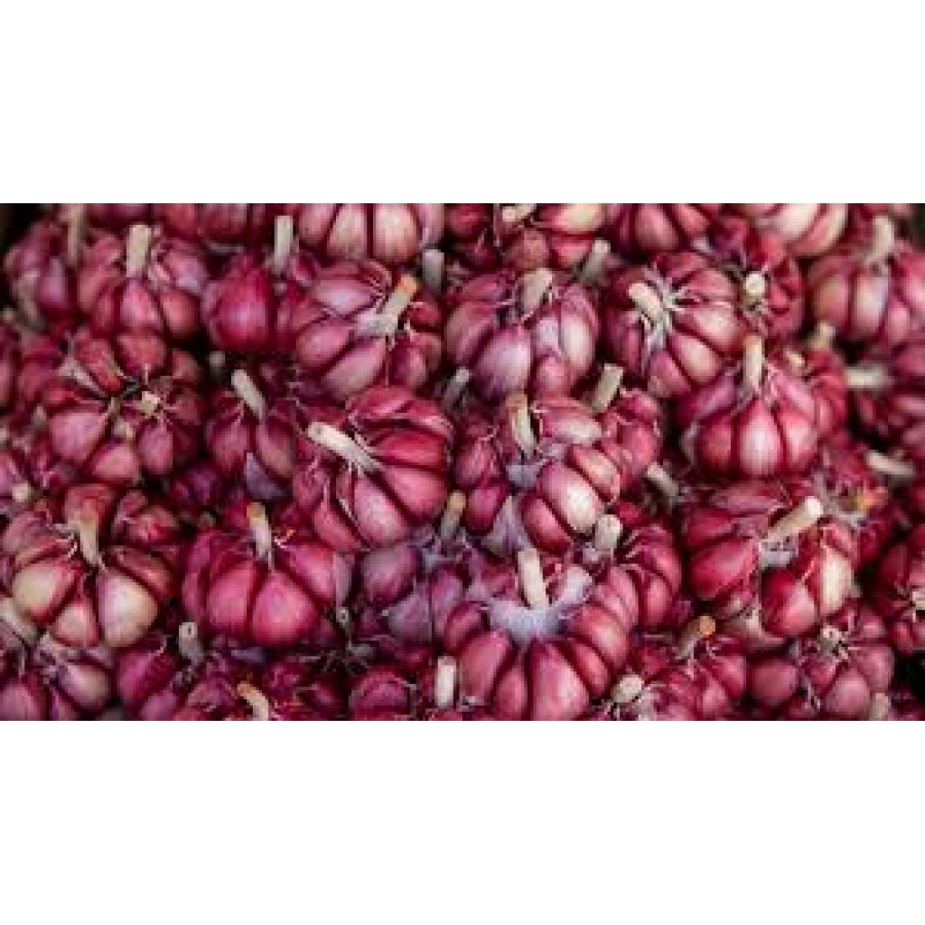 Treccia aglio rosso - DESIDIA