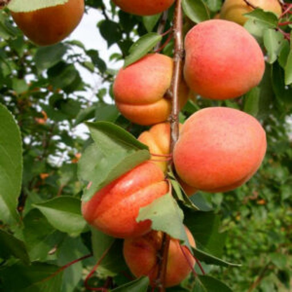 ALBICOCCHE 1kg - DESIDIA