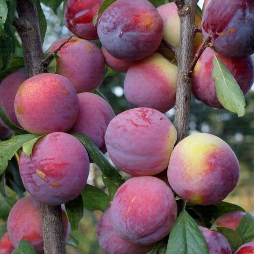 Susine rosse 1KG - DESIDIA