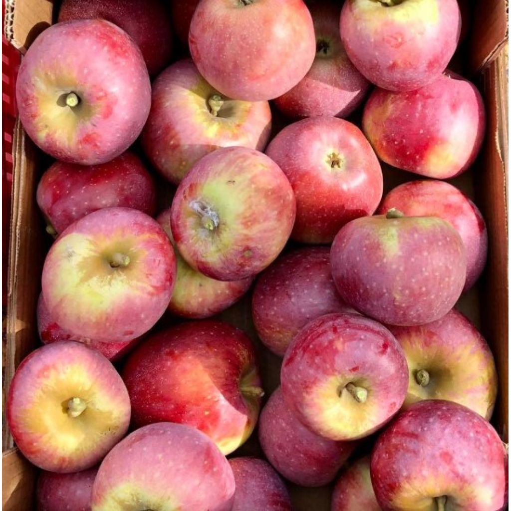 Mele Fujon - MANUEL MONTANARI