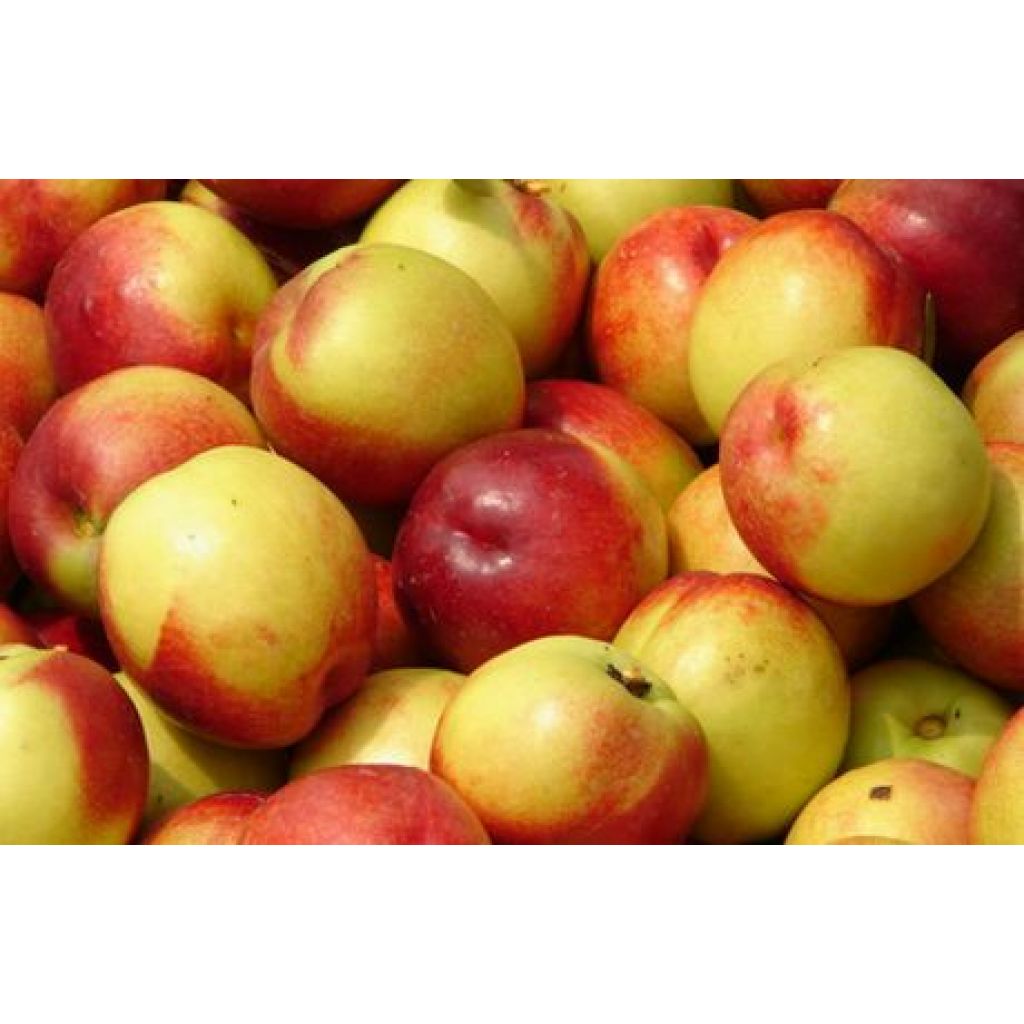 Nettarine variet&agrave; Rita - RIVALTA