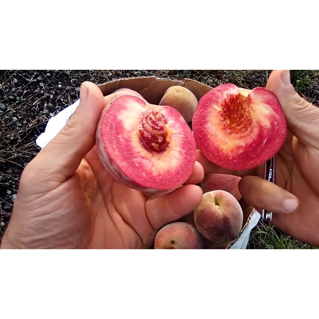 Pesche con pelo Sanguigne - 1kg - RIVALTA