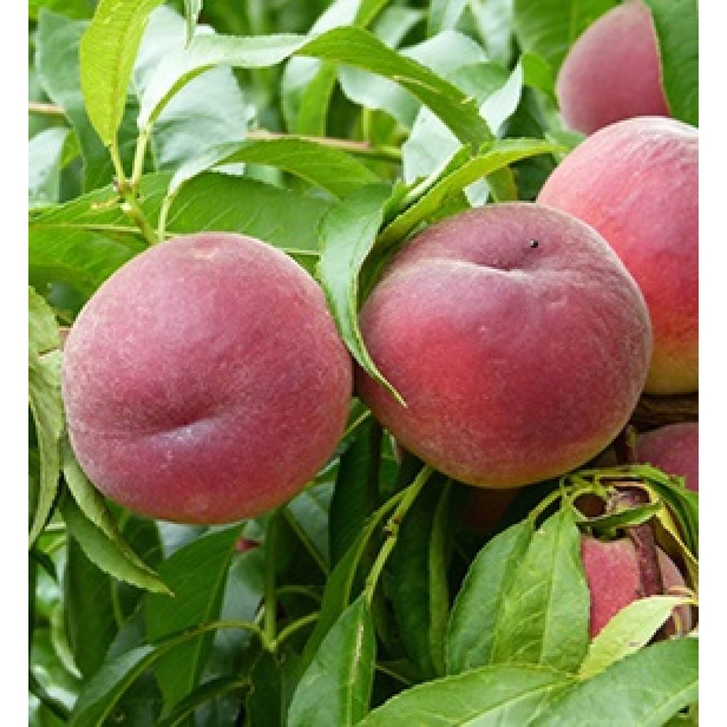 Pesche variet&agrave; Royal gem - RIVALTA