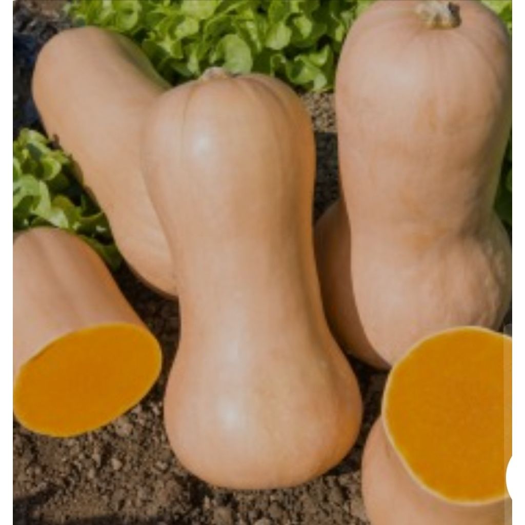Zucca Butternut (1 pz circa 2KG) - LA SARACCA