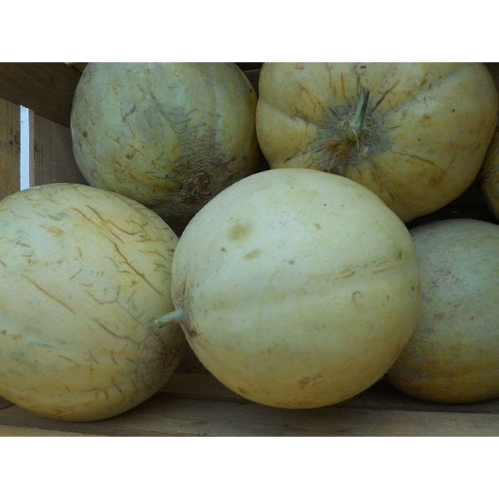Melone liscio (1 pz) - LA SARACCA