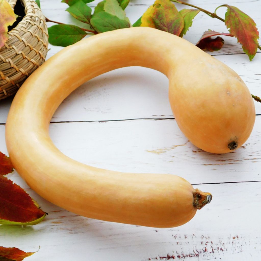 Zucca Trombetta (1 pz di circa 1,5 kg) - LA SARACCA