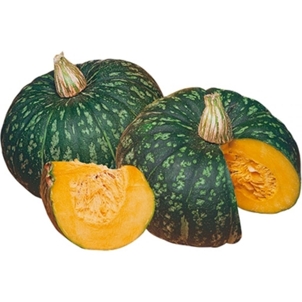 Zucca Delica (1 pz) - LA SARACCA