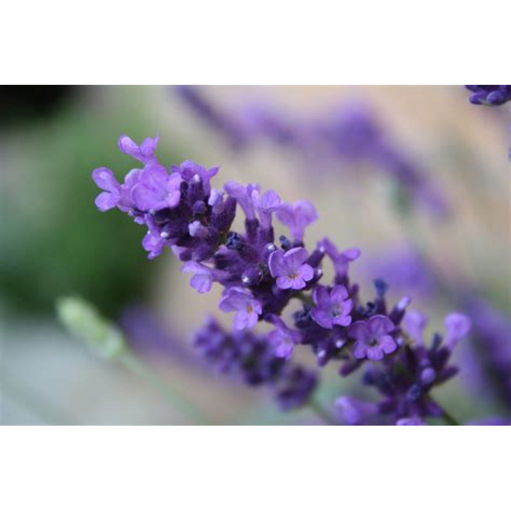 Olio essenziale lavanda bio