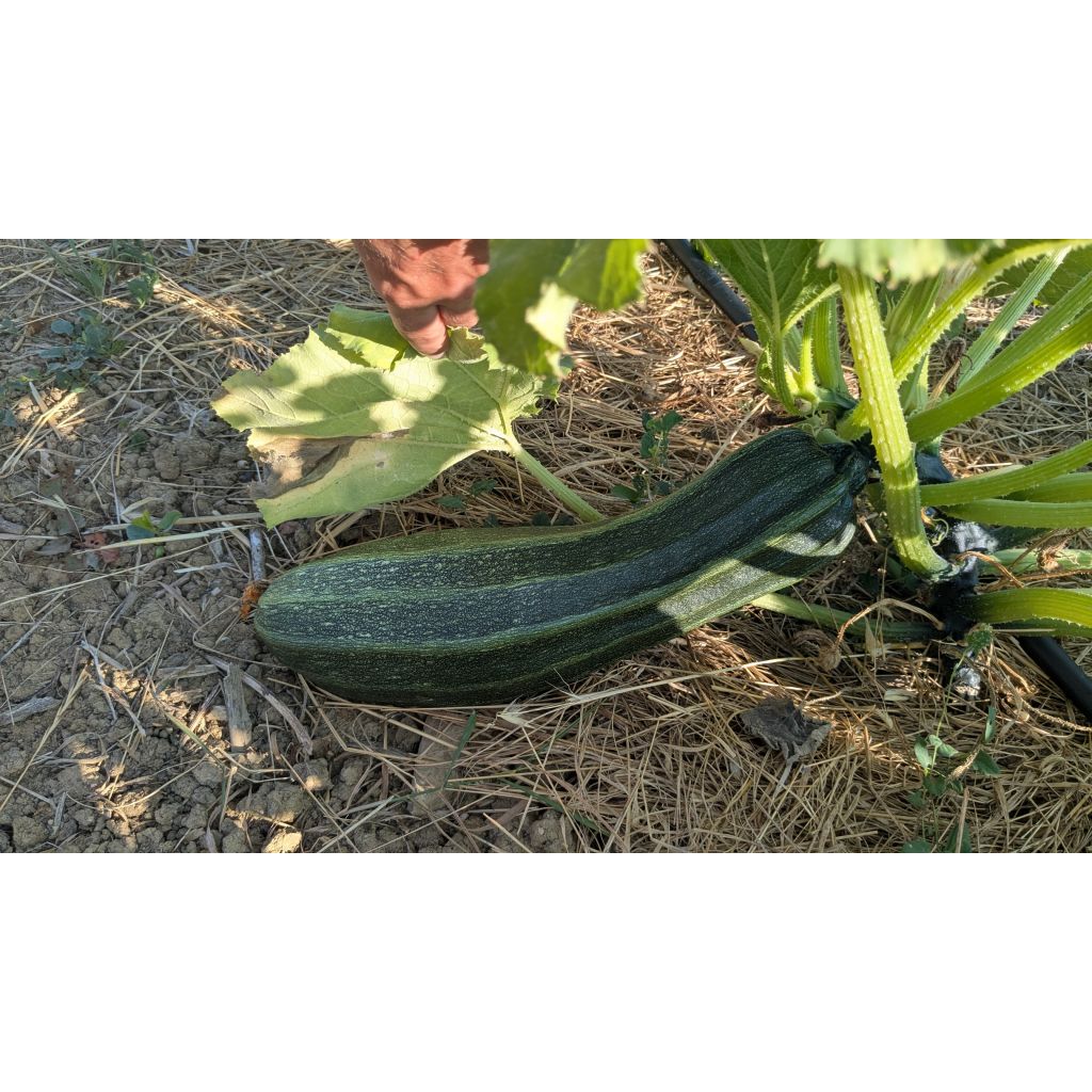 Cassetta di zucchini - 5 kg