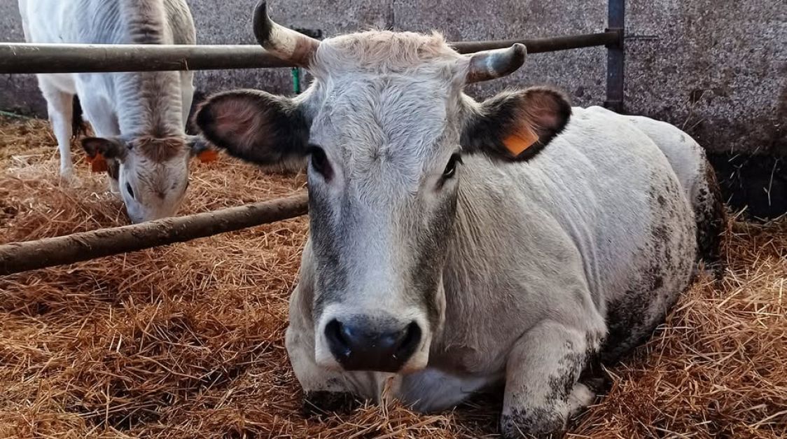 Societ&agrave; Agricola Agripiccola