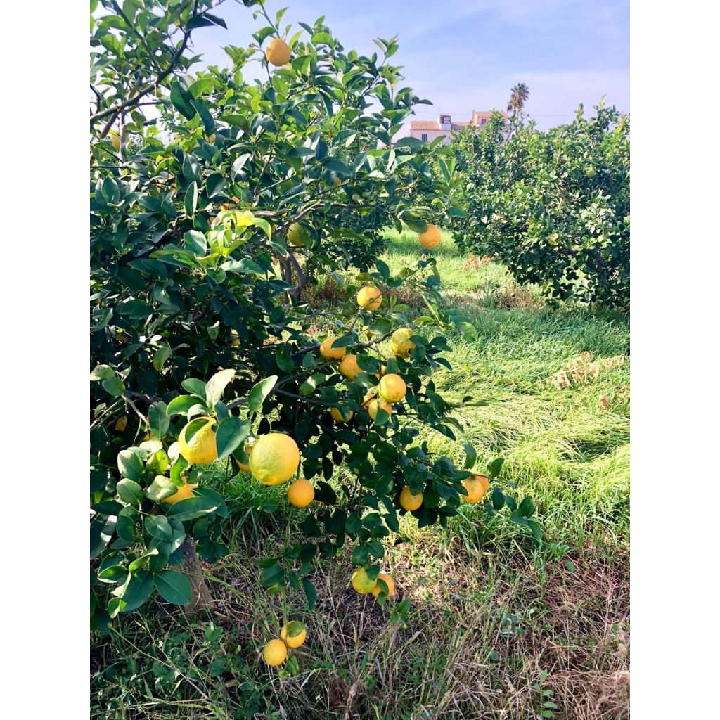 Cassetta limone Femminello Siracusano (2KR e Zagara Bianca) non trattati - 5kg