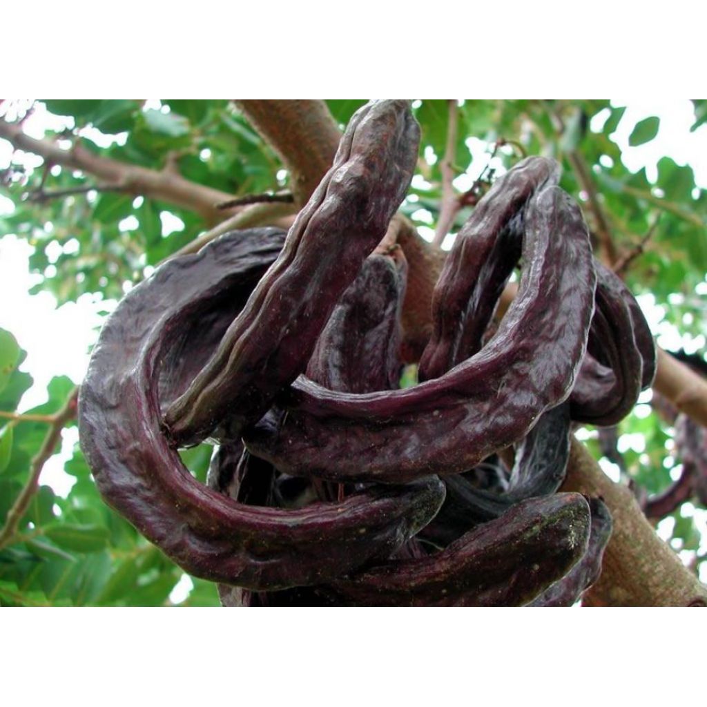 Carrube fresche non trattate 3 kg