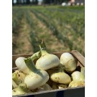 whatsapp image 20250722 at 13.28.20 1