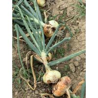 whatsapp image 20250722 at 13.28.20 2