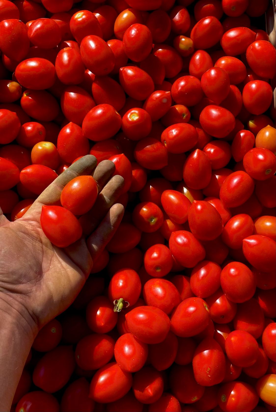 Azienda Agricola La Meriggia
