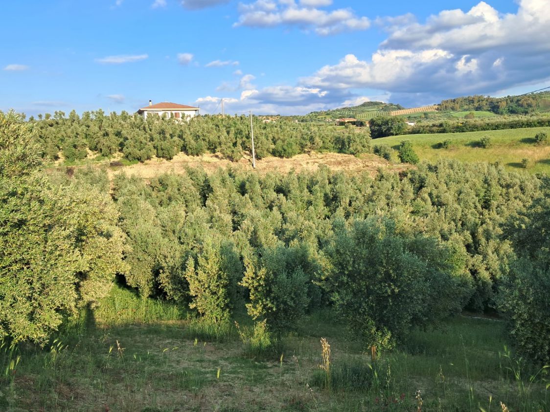 Azienda olivicola "Domenico Baffa"