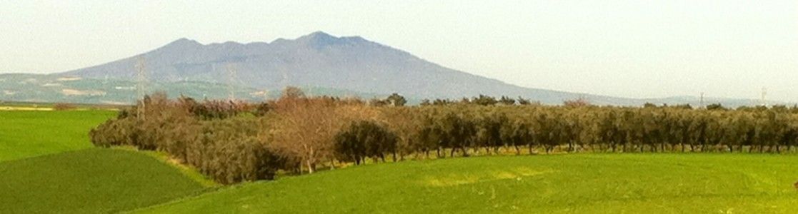 Azienda agricola Antonio Robbe