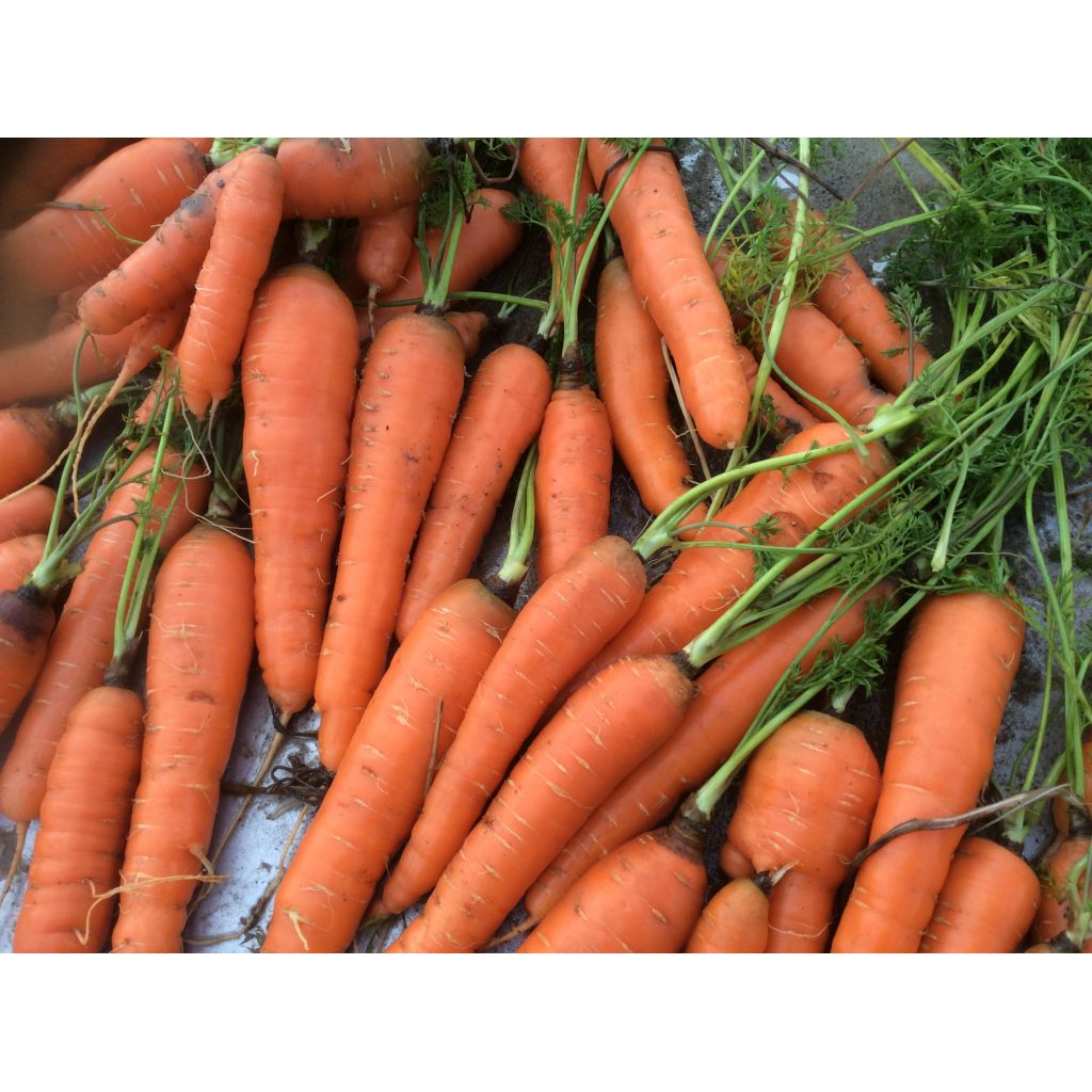 Carote con foglie