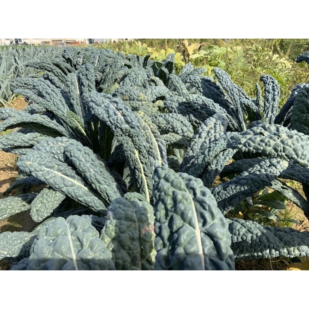 Cavolo nero