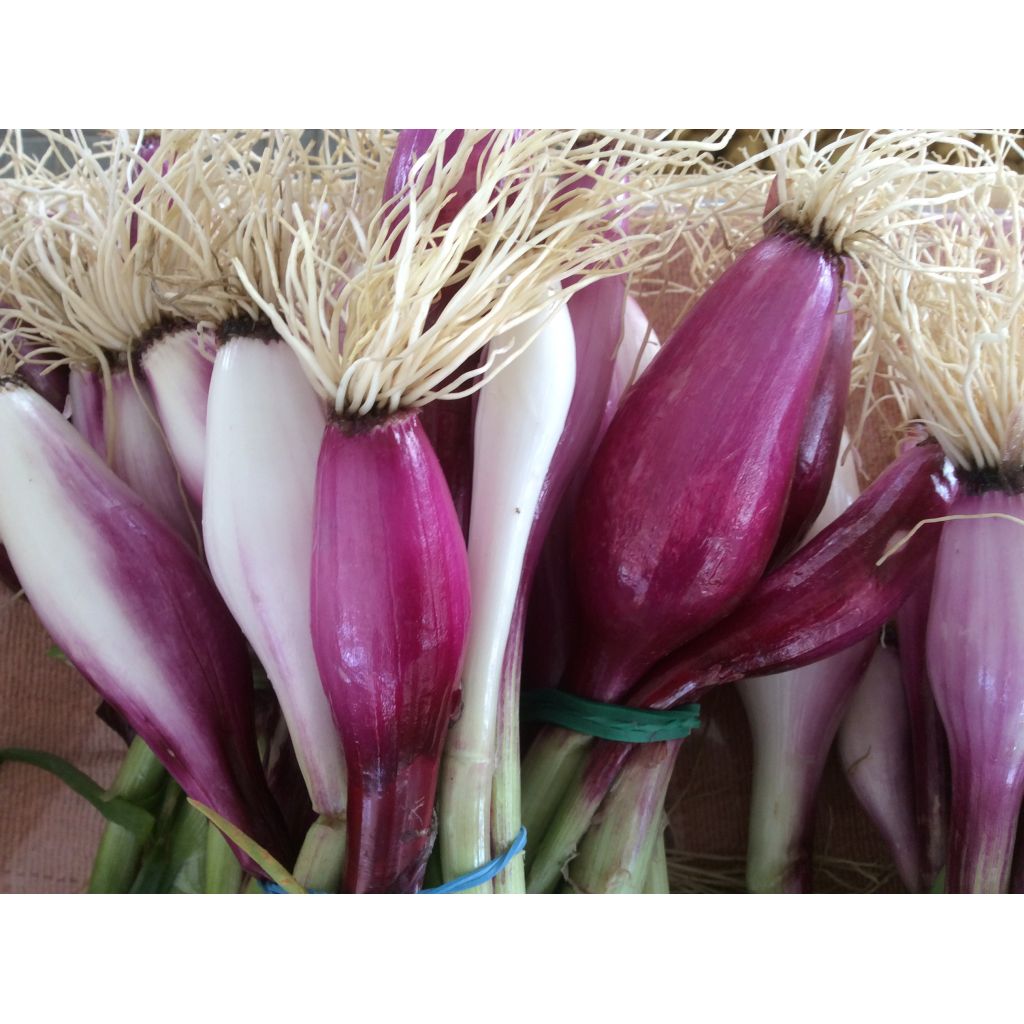 Cipolle ROSSE LUCCHESI fresche