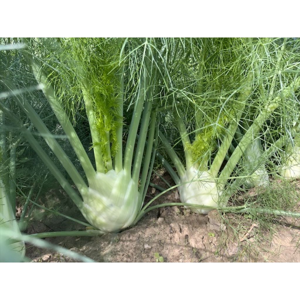 Fennel 1 Kg