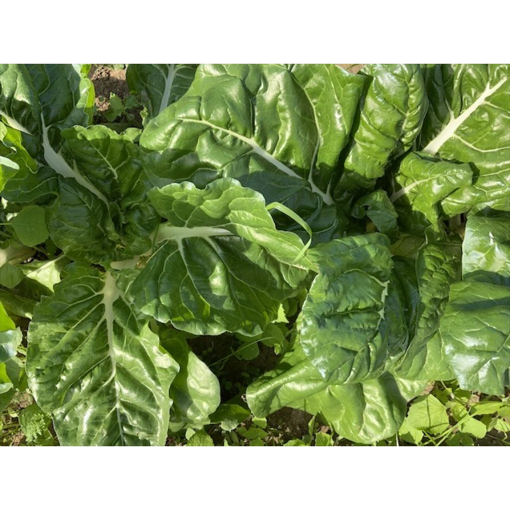 OFFERTA bietola 2 Kg