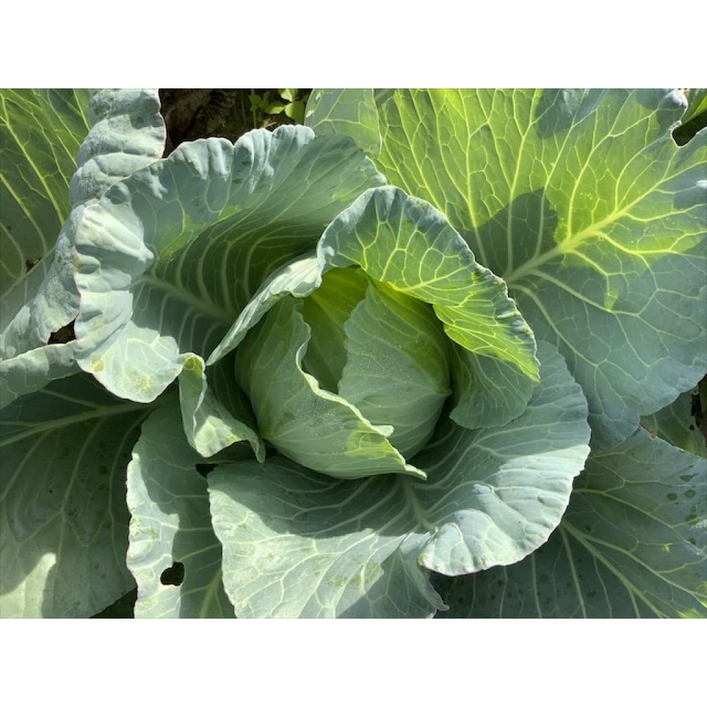 Cabbage