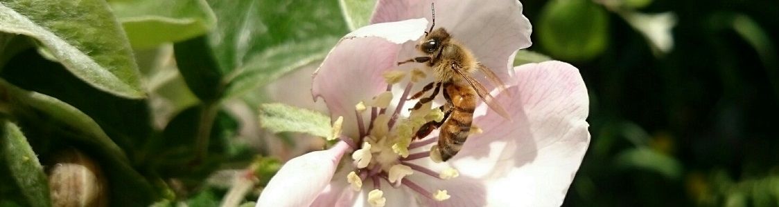 Societ&agrave; Agricola L'Oro del Daino