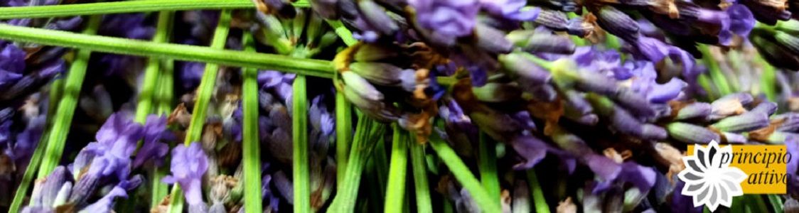 Principio Attivo coop.