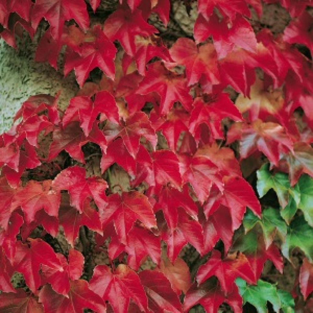 Ampelopsis weitchii 50ml