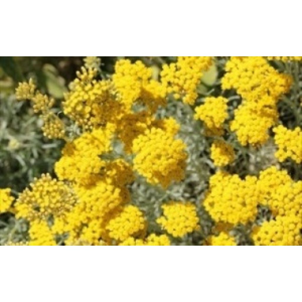 Oleolito di Elicriso 50ml