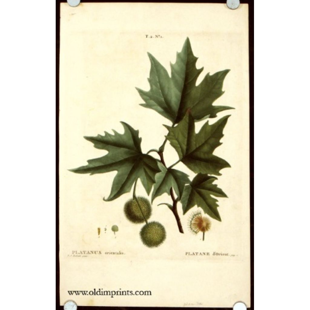 Platanus orientalis 50ml