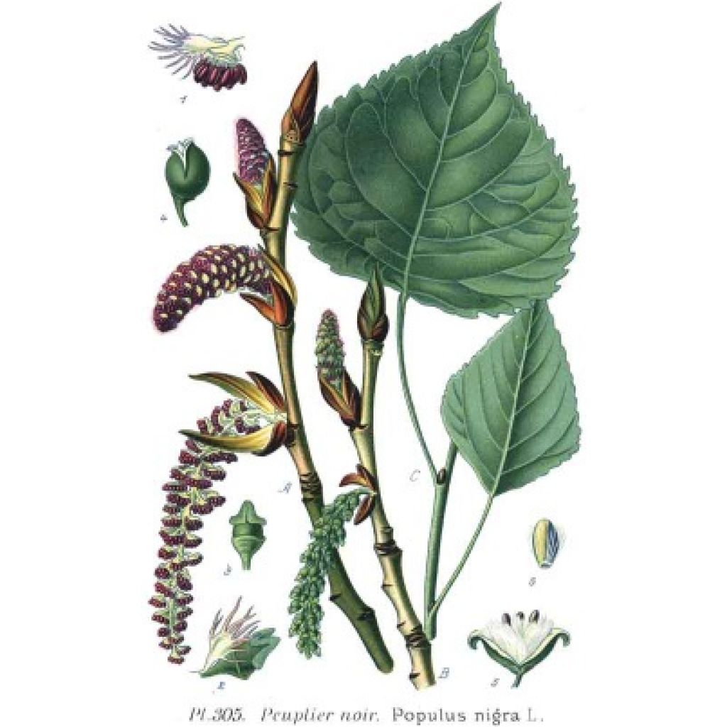 Populus nigra 50ml