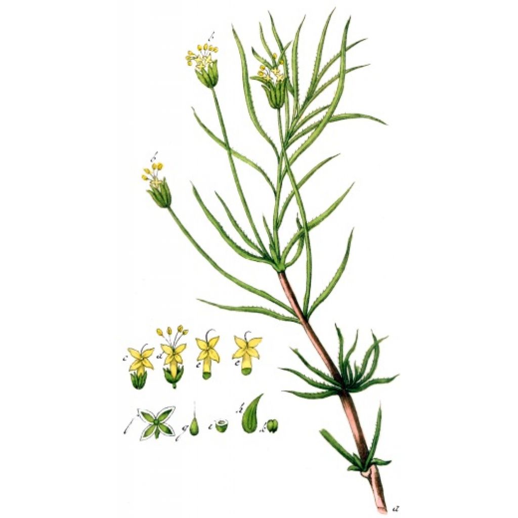 Psillio cuticola 100 capsule