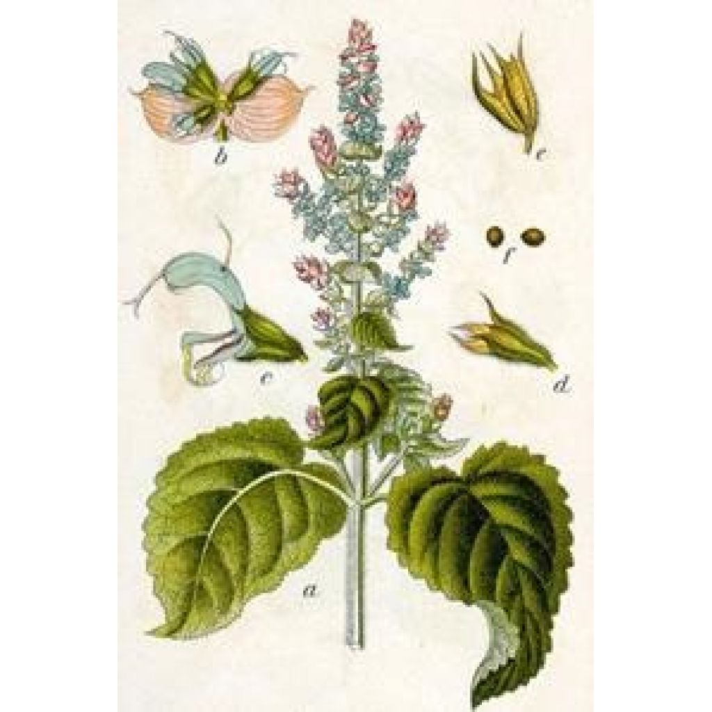 Salvia sclarea 10ml