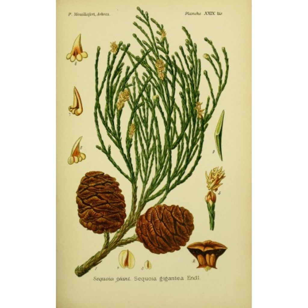 Sequoia gigantea 50ml