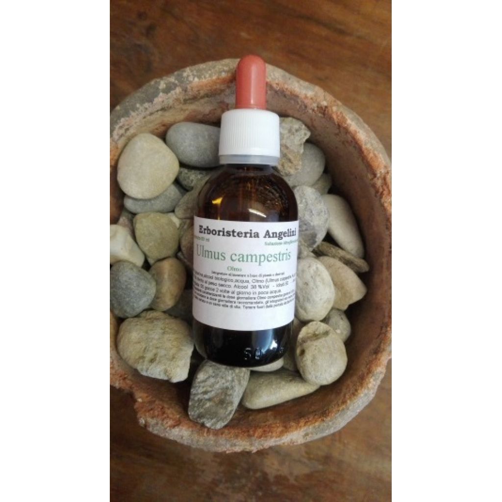 Ulmus campestris 50ml