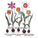 Laboratorio erboristico Angelini