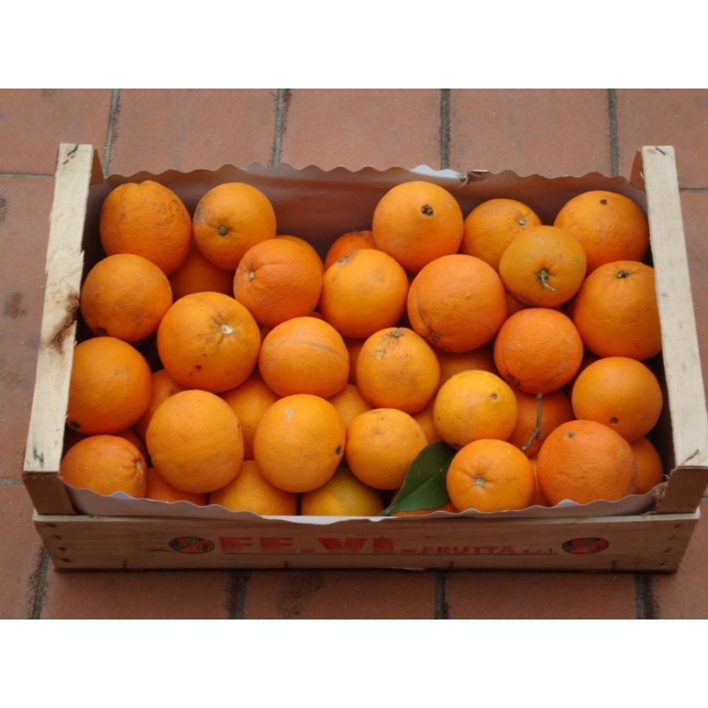 Arance NAVEL [cassa da 9.5 / 10.5 Kg.]