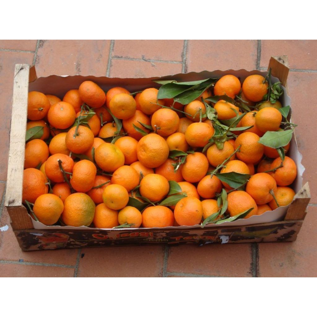 CLEMENTINI senza semi [cassa da 9.5 / 10.5 Kg.]