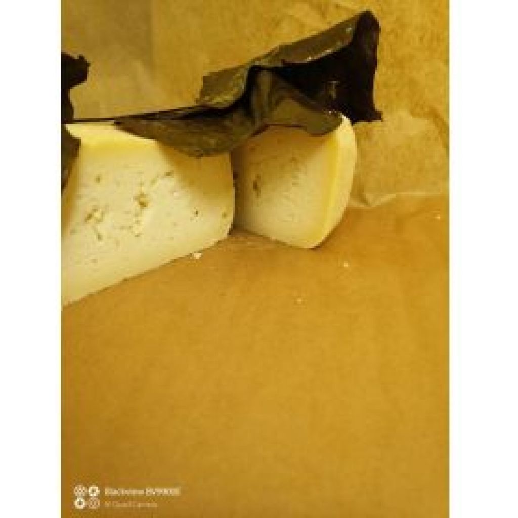 Fomaggio pecorino under leaves (oak, walnut, oliv
