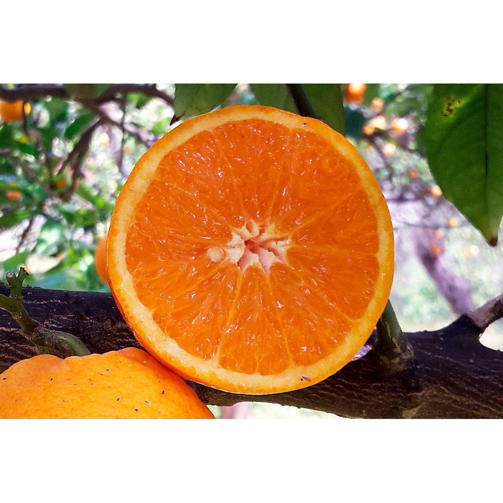 Arance Valencia Origine Italia Cat. II Calibro 7/8 cestello da 12 Kg