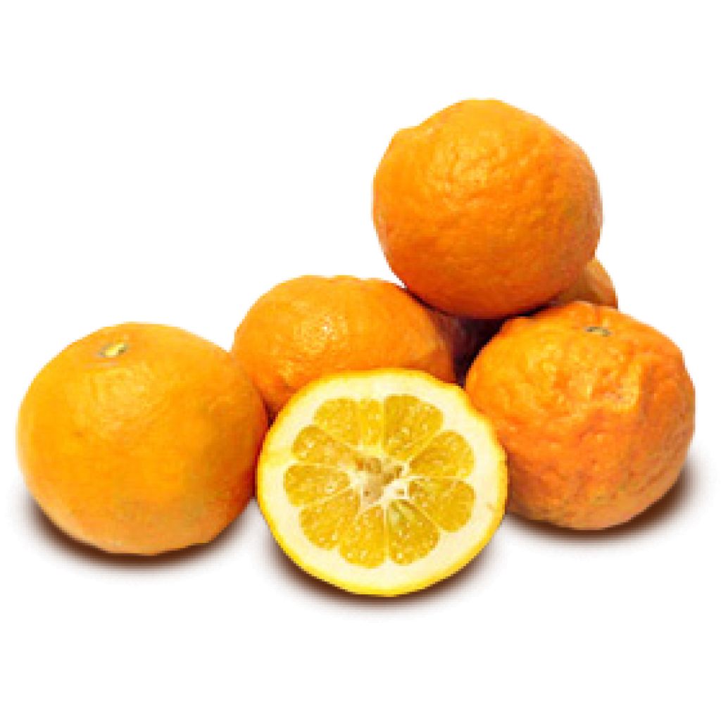 Arance amare Origine Italia Cat. II Calibro 7/8 al Kg per cassa postale