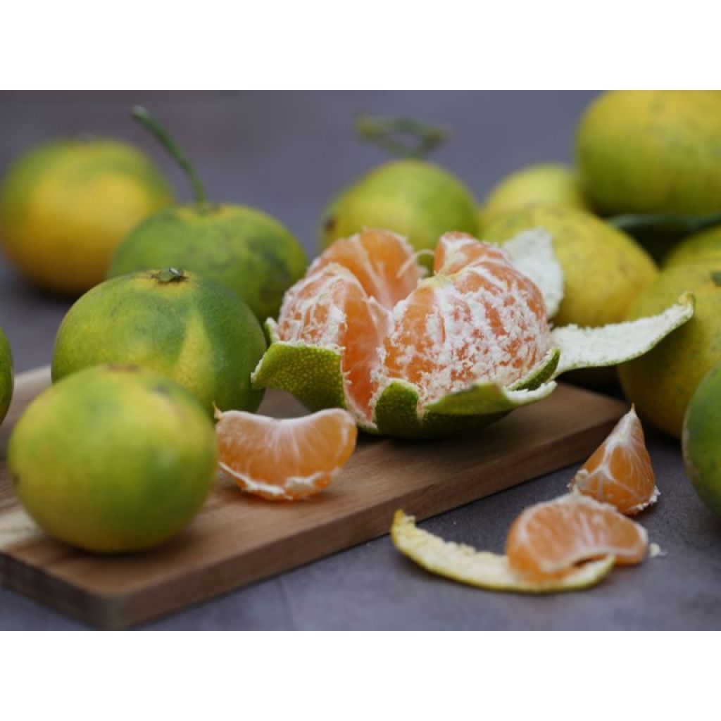 Agrumi Satsuma Myagawa BIO Origine Italia Cat. II Calibro 3/4 cestello da 6 Kg