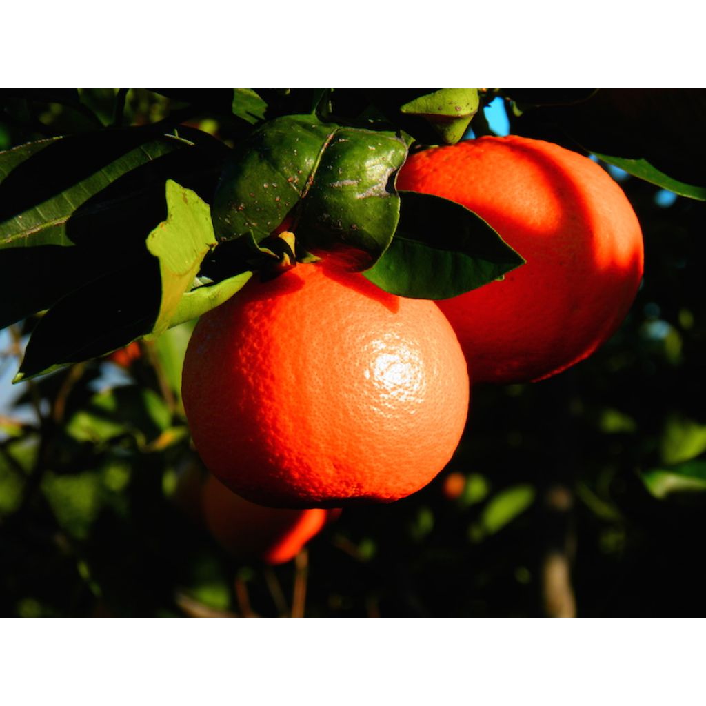 Tacle Origine Italia Cat. II Calibro 3/4 - sfuse al Kg per cassa postale