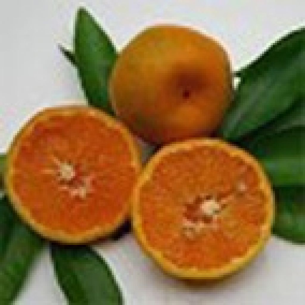 Tangeli nova Origine Italia Cat. II Calibro 3/4&nbsp; - cestello da 6 Kg