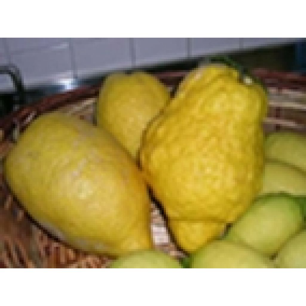 Cedri Origine Italia - cestello da 6 Kg