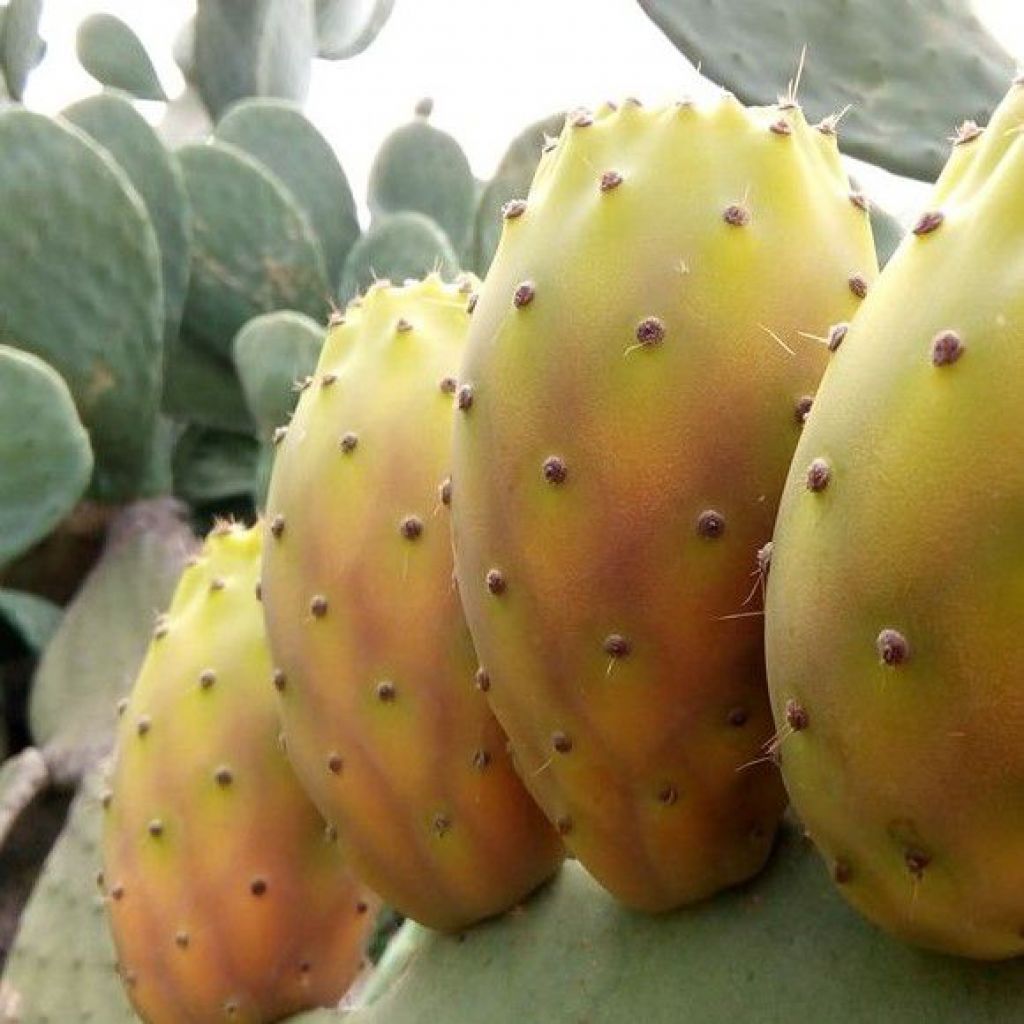 Ficodindia Origine Italia - cestello da 6 Kg