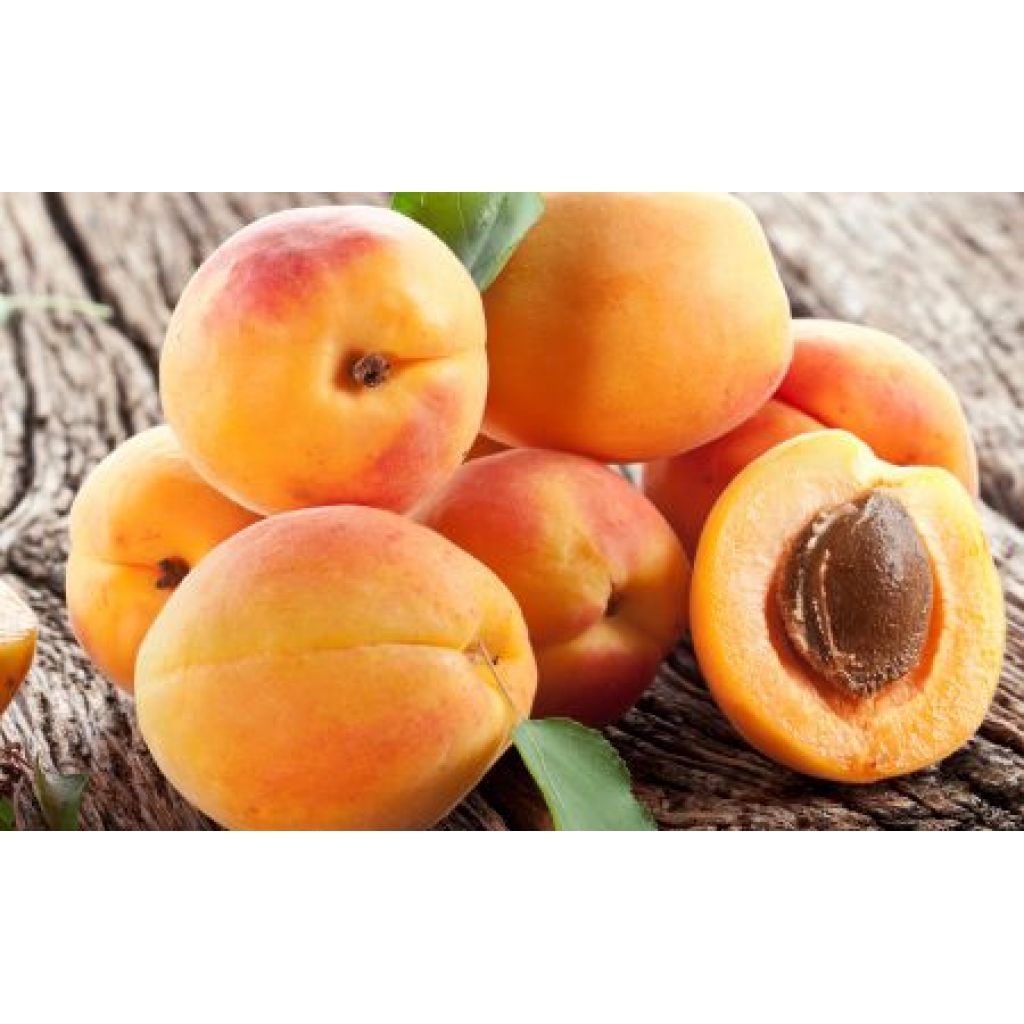 Albicocche Cat. II origine Italia - cestello da 6 Kg